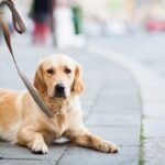 Cómo viajar en avión con tu perro