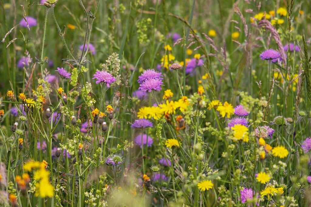 wildflower meadow 3386014 1280