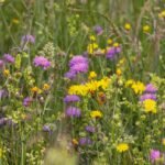 Lista completa de plantas naturales en Italia.