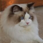 Gato Ragdoll: origen, apariencia, carácter.