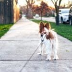 Cómo sacar a pasear a tu perro