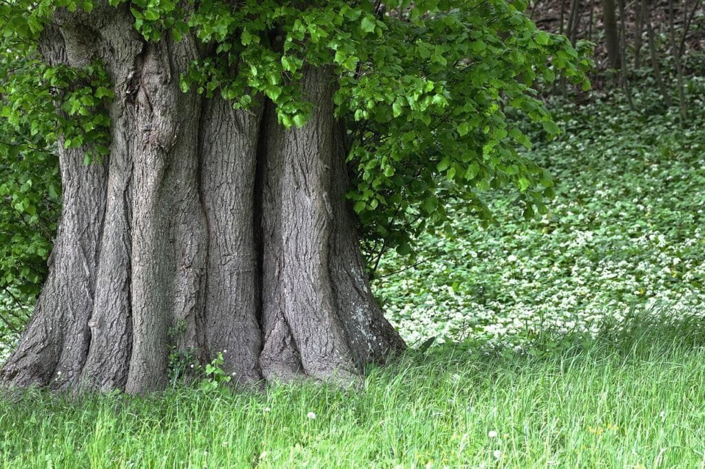 albero monumentale