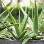 Aloe Vera: Propiedades, Beneficios y Cómo Usarlo