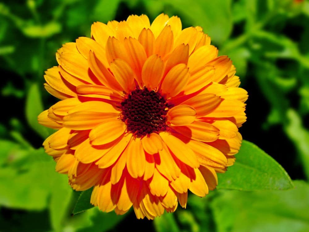 benefici della calendula 5