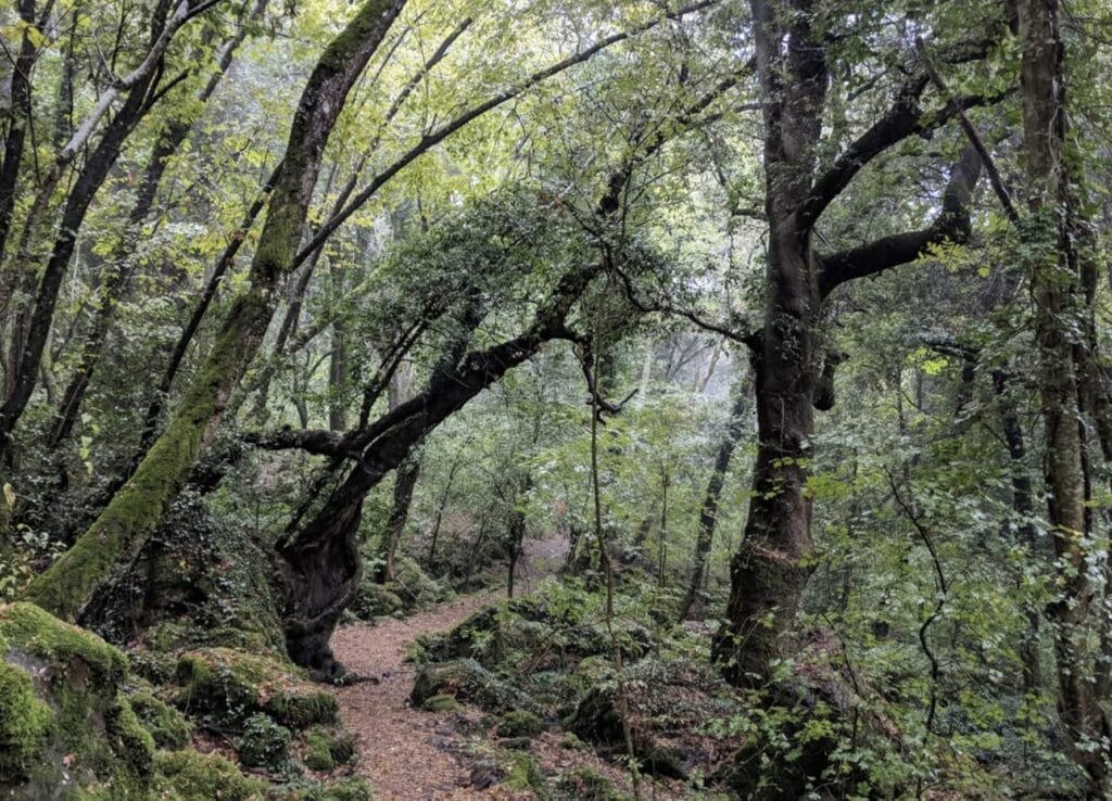 bosco del sasseto 1