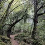 Bosque Monumental de Sassetto: 61 hectáreas de belleza