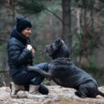 Cómo entrenar a un perro agresivo