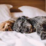 ¿Dónde dejar dormir a los perros?