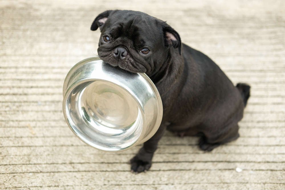 come risparmiare sul cibo per animali 4