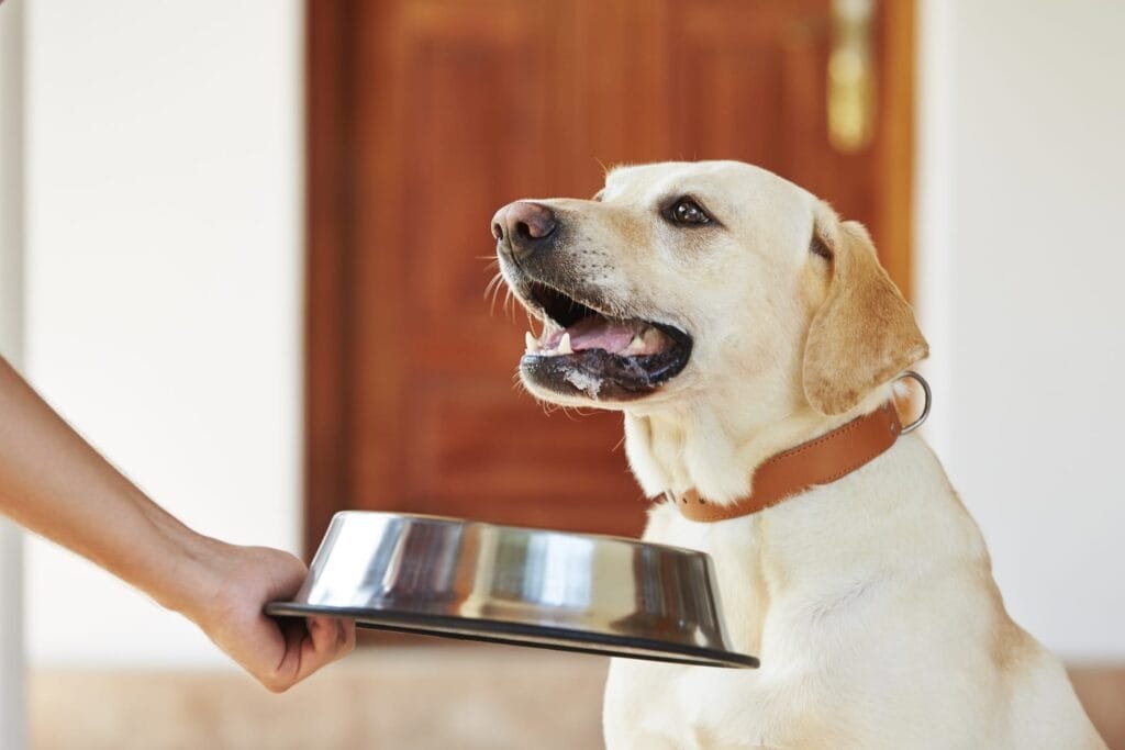 obesita animali domestici cani gatti regole corretta alimentazione