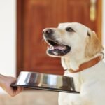 Cómo evitar y prevenir la obesidad en perros y gatos