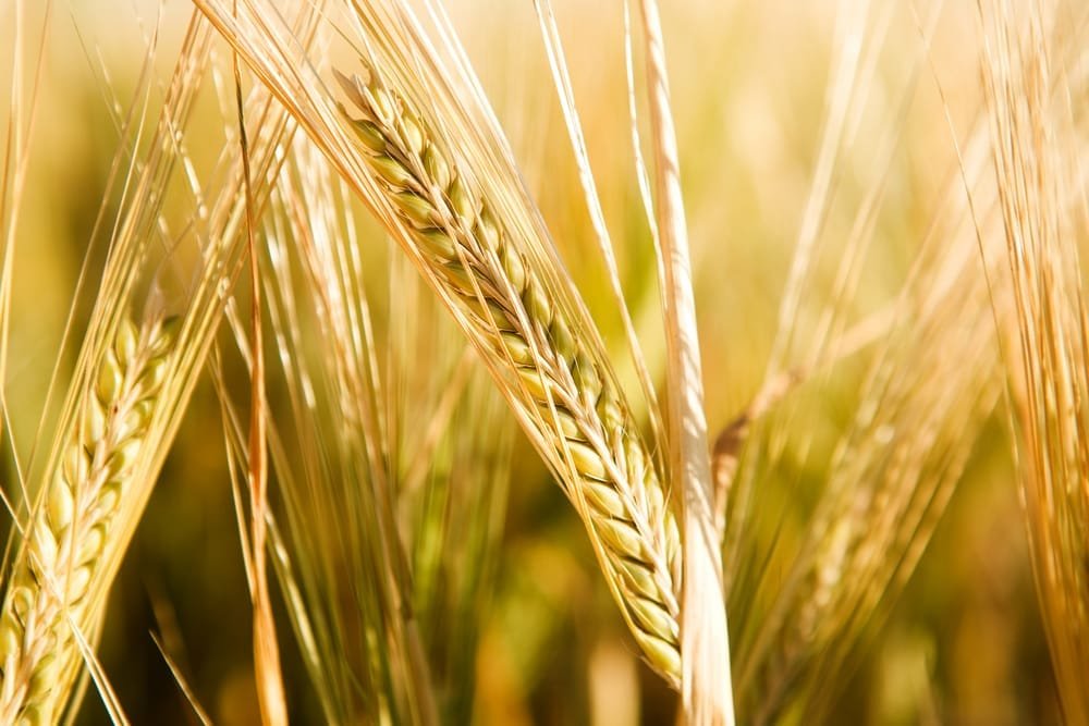 proprieta grano duro benefici salute