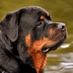 Rottweiler: origen, carácter, cuidados del perro.