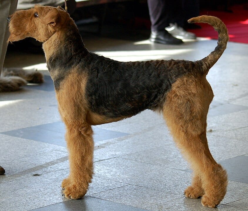 844px Airedale terrier 744