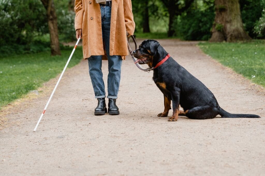 Cane da assistenza