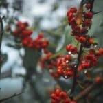 Cómo decorar tu casa con moras