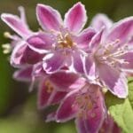 ¿Cómo se cultiva la deutzia?