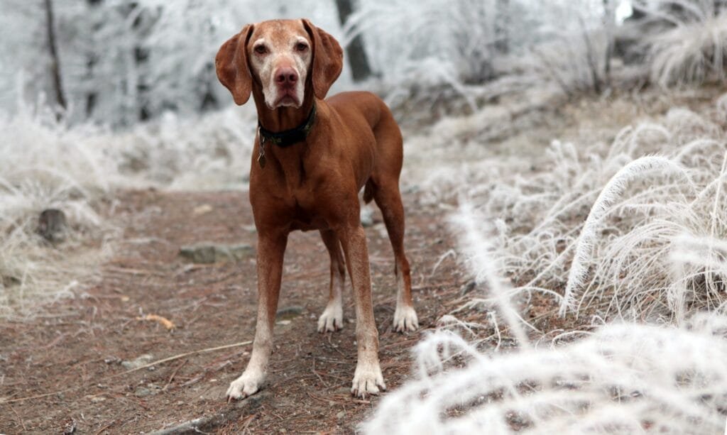 come proteggere i cani dal freddo 2 scaled