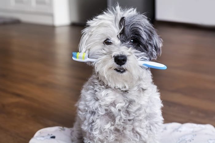 come pulire i denti del cane 2