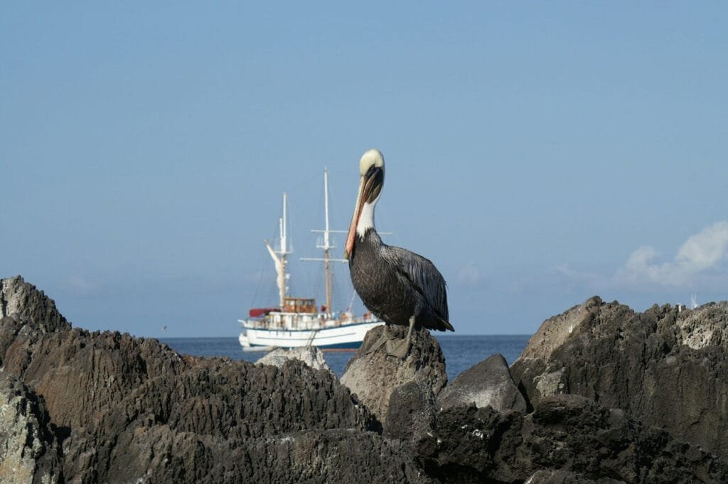 pellicano galapagos barca