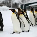 ¿Cómo resiste el pingüino emperador las heladas?
