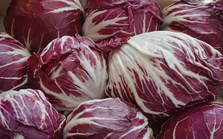 radicchio rosso