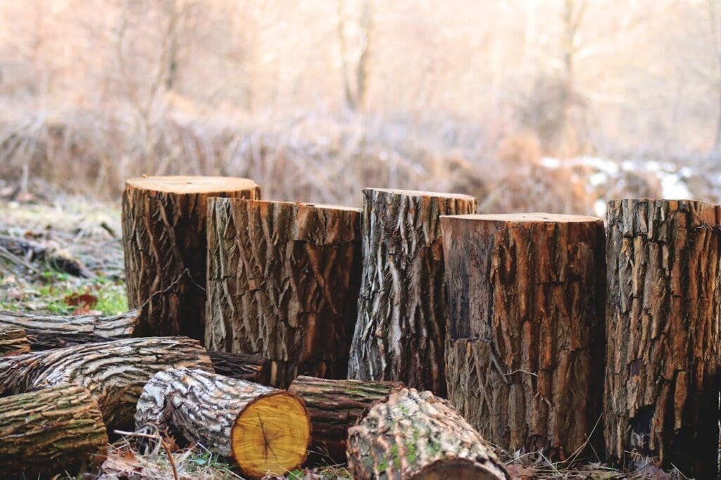 tronchi di legno