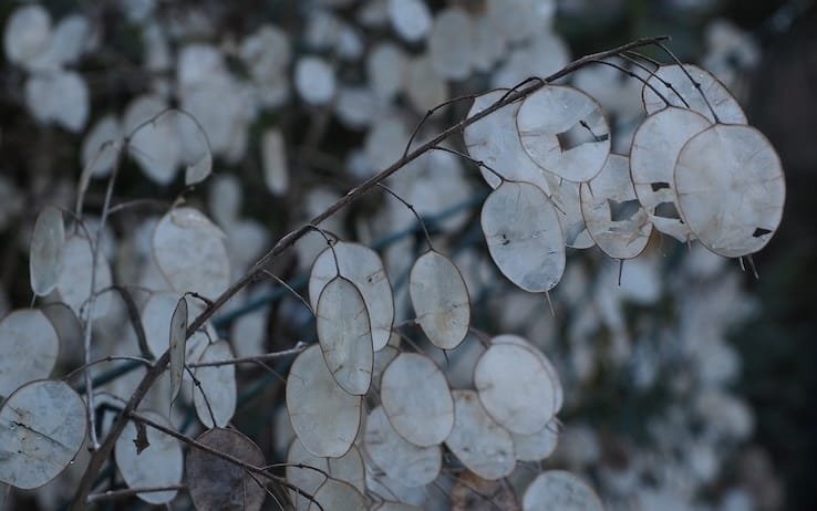 Come si coltiva la lunaria