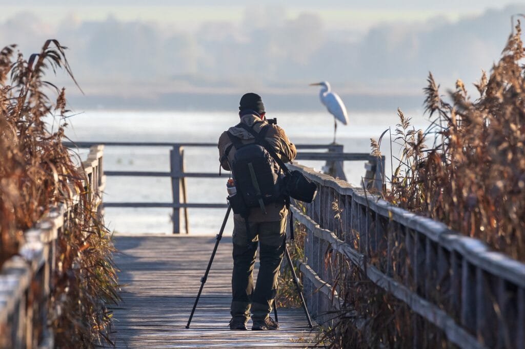 birdwatching osservazione appostamento airone fotografo