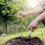 Cómo plantar árboles, no los desperdicies