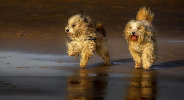 come proteggere articolazioni del cane