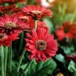 Cómo cultivar gerberas - no las desperdicies