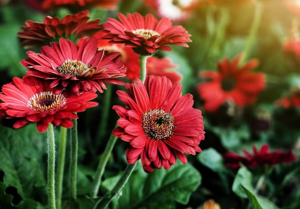 gerbera 1