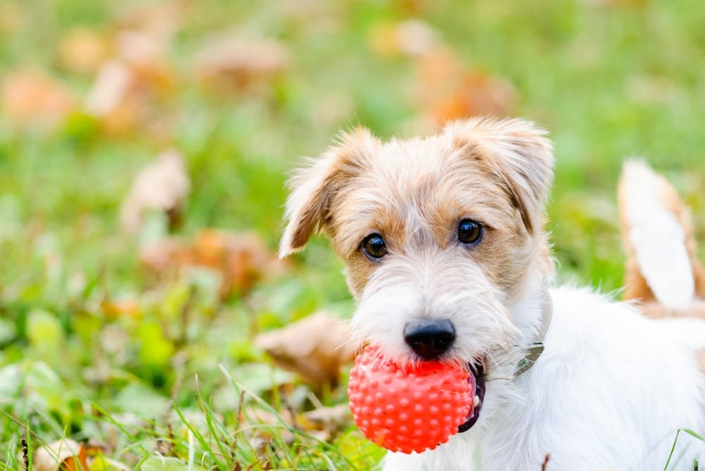 giochi per cani fai da te