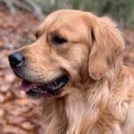 Golden Retriever: carácter, cuidados y adopción