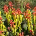 ¿Cómo se cultiva Lachenalia?