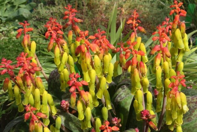 lachenalia aloides 28 8 09 023