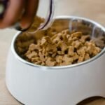 ¿Cuántas veces al día debe comer un perro?