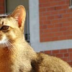 Gato abisinio: origen, carácter, adopción.