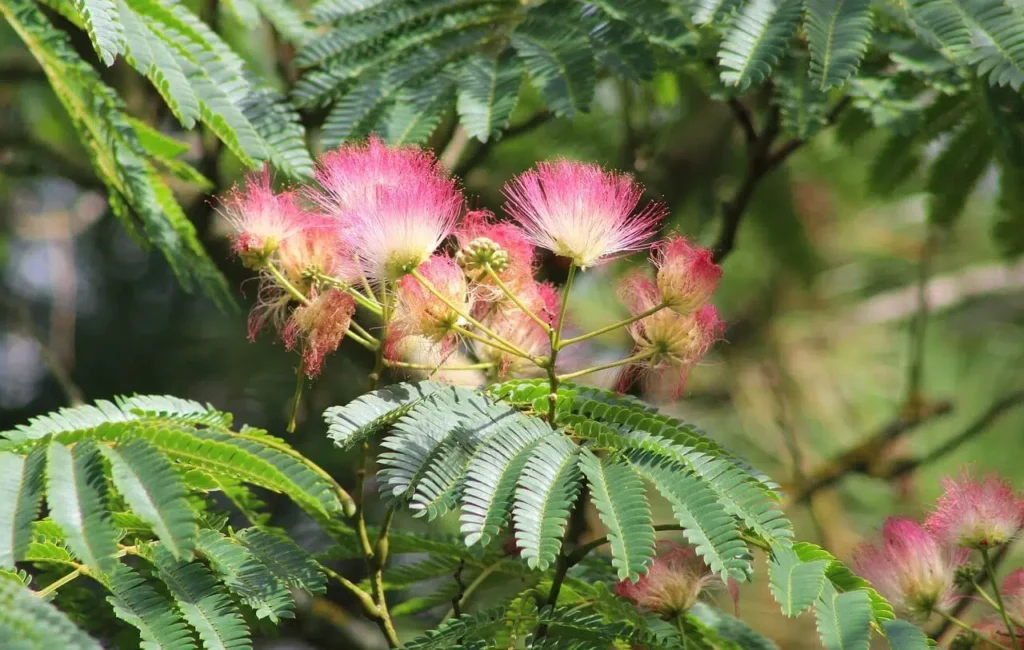 albizia julibrissin arbol.jpg.webp