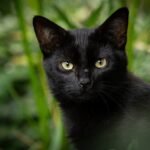 Los gatos negros no traen mala suerte