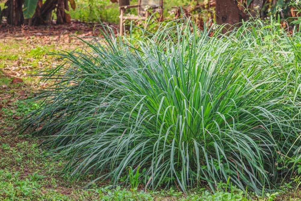 come coltivare citronella vaso giardino anti zanzare 2