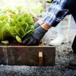 Qué hacer de la agricultura en febrero: no lo desperdicies