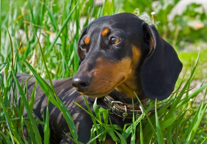 farmaci cani gatti costi eccessivi speculazione lettera aperta veterinari