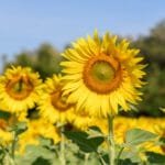 Cómo cultivar girasol no desperdicies