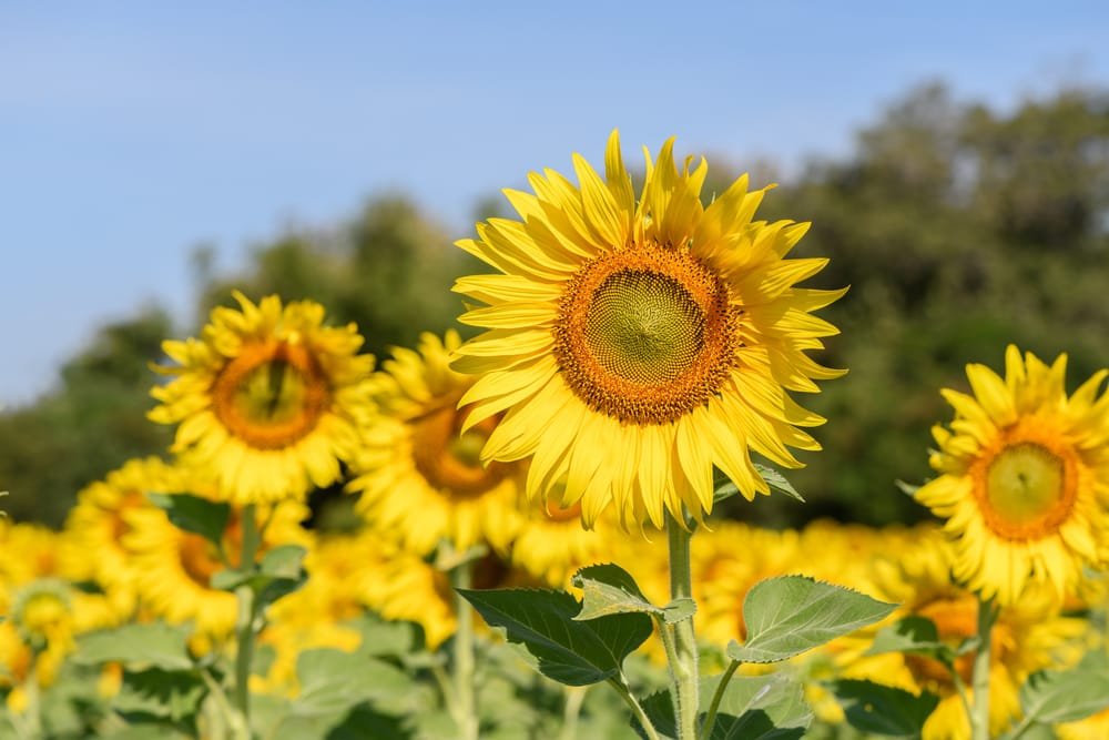 girasoli