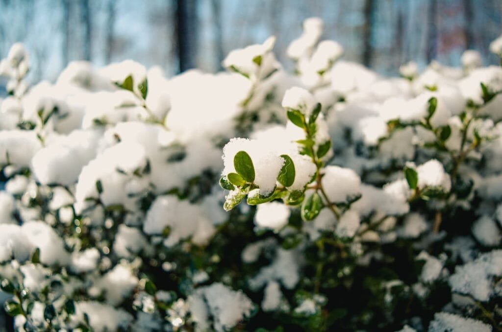 pianta coperta di neve