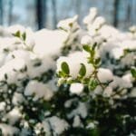 Cómo proteger las plantas de hielo y hielo