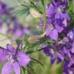 Cómo cultivar esta magnífica flor en parterres o macetas.