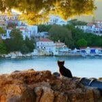 Skiathos Isola Gatti - No pierdas